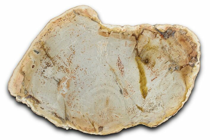 Polished Petrified Wood (Araucaria) Slab - Madagascar #344691